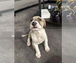 Small #3 Labrador Retriever
