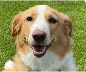 Collie-Unknown Mix Dogs for adoption in San Ramon, CA, USA