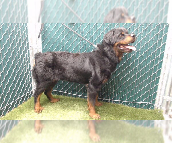 Medium Photo #1 Rottweiler Puppy For Sale in Downey, CA, USA