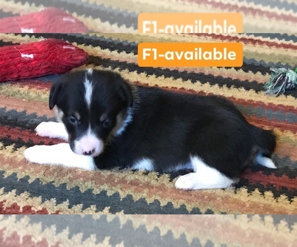 Medium Photo #18 Cowboy Corgi Puppy For Sale in SUMMERVILLE, GA, USA