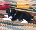 Small Photo #18 Cowboy Corgi Puppy For Sale in SUMMERVILLE, GA, USA