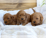 Small Photo #13 Goldendoodle (Miniature) Puppy For Sale in FARR WEST, UT, USA