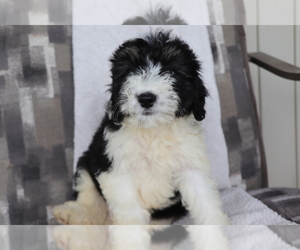 Aussiedoodle Miniature Puppy for sale in SHILOH, OH, USA
