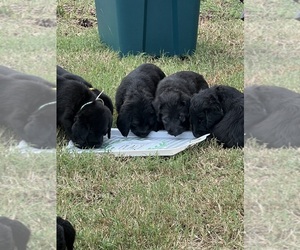 Labradoodle Litter for sale in GASTONIA, NC, USA