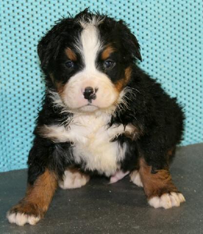 Medium Photo #1 Bernese Mountain Dog Puppy For Sale in FRESNO, OH, USA