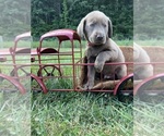 Small #7 Labrador Retriever