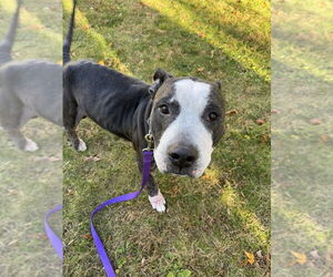 King (from NYC) - Male American Pit Bull Terrier-Staffordshire Bull Terrier Mix Dog for Adoption - Photo #8