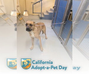 Boxer-Unknown Mix Dogs for adoption in South Lake Tahoe, CA, USA