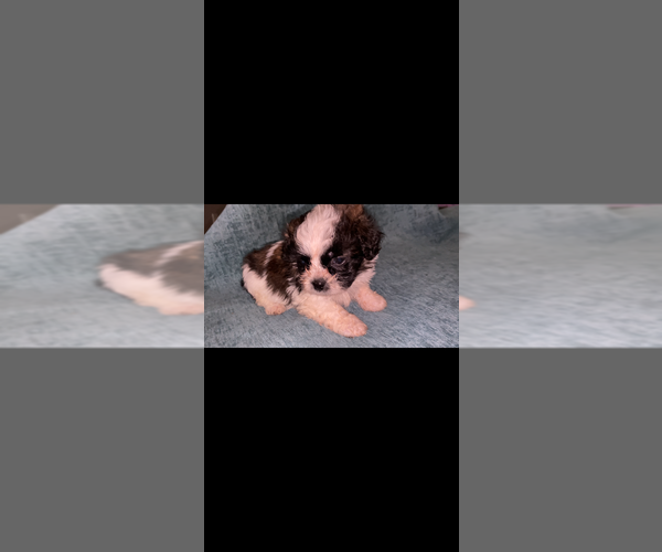 Medium Photo #1 ShihPoo Puppy For Sale in MESQUITE, TX, USA