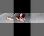Image preview for Ad Listing. Nickname: Bicolor pup