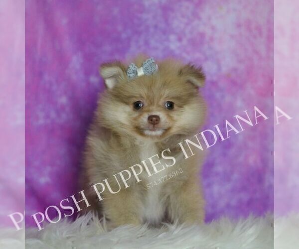Medium Photo #55 Pomeranian Puppy For Sale in WARSAW, IN, USA
