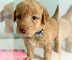 Puppy Simba Aussiedoodle-Labradoodle Mix