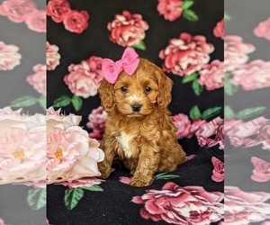 Cock-A-Poo Puppy for sale in NEW HOLLAND, PA, USA