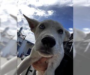 Siberian Husky-Unknown Mix Dogs for adoption in Bakersfield, CA, USA