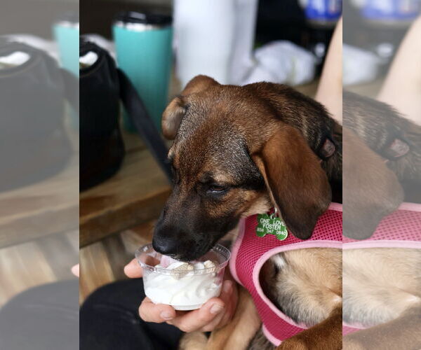 Medium Photo #8 Mutt Puppy For Sale in Mount Laurel, NJ, USA