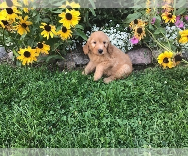 Medium Photo #13 Goldendoodle-Poodle (Miniature) Mix Puppy For Sale in CURTISS, WI, USA