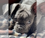 Small Photo #9 French Bulldog Puppy For Sale in PALATINE, IL, USA