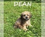 Dean - Male Shih-Poo Puppy for Sale - Photo #3