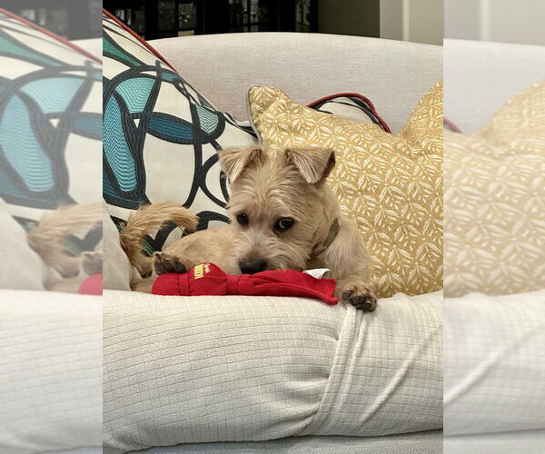 Medium Photo #1 Cairn Terrier-Unknown Mix Puppy For Sale in Lakewood, CO, USA