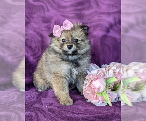 Pomeranian Puppy for sale in LINCOLN UNIV, PA, USA
