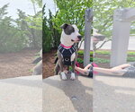 Small Photo #10 American Staffordshire Terrier-Unknown Mix Puppy For Sale in Sheboygan, WI, USA