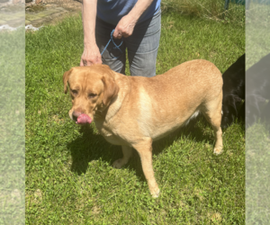 Labrador Retriever Puppy for sale in GANSEVOORT, NY, USA