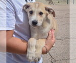 Small #2 Anatolian Shepherd-German Shepherd Dog Mix