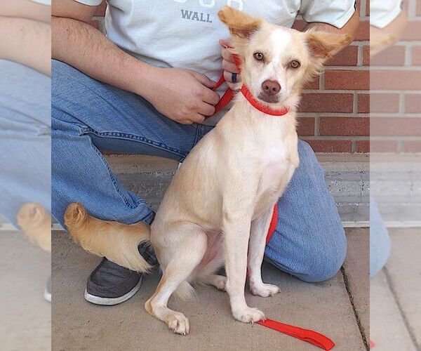 Medium Photo #2 Mutt Puppy For Sale in Carrollton, TX, USA