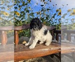 Puppy 8 Double Doodle