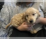 Small Photo #6 Golden Retriever Puppy For Sale in JACKSONVILLE, NC, USA