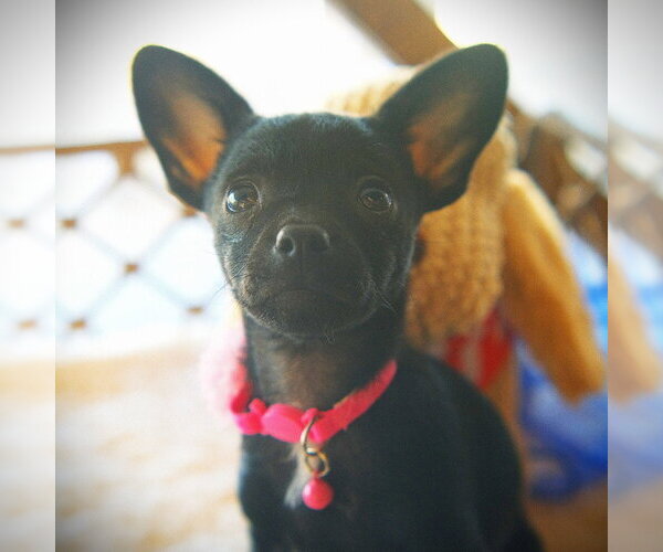 Medium Photo #2 Rat-Cha Puppy For Sale in San Jose, CA, USA