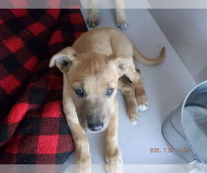 German Shepherd Dog-Unknown Mix Dogs for adoption in Oroville, CA, USA