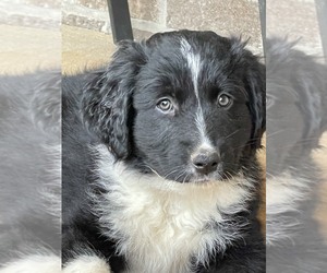 Australian Shepherd Puppy for sale in MADISON, AL, USA