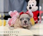 Small #2 French Bulldog