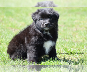 Australian Shepherd Puppy for sale in EASTON, MO, USA