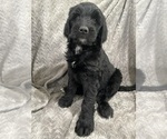 Puppy Sage Goldendoodle