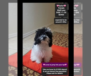 Maltipoo (Toy) Puppy for sale in TUCSON, AZ, USA