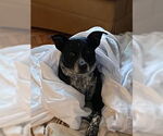 Small #3 American Pit Bull Terrier Mix