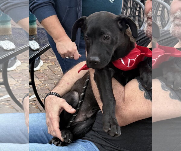 Medium Photo #4 Catahoula Leopard Dog-Unknown Mix Puppy For Sale in Sanford, FL, USA