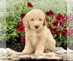 Small #4 Goldendoodle (Miniature)