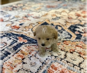 Maltipoo Puppy for sale in ROCK HILL, SC, USA