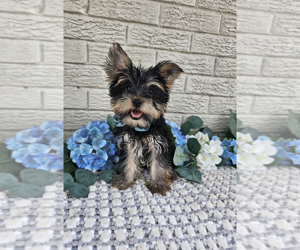 Medium Photo #5 Yorkshire Terrier Puppy For Sale in INDIANAPOLIS, IN, USA