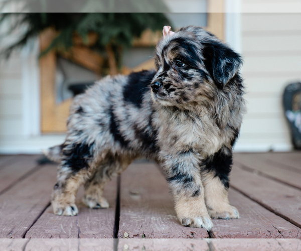 Medium Photo #5 Australian Retriever Puppy For Sale in LIBERTY, KY, USA