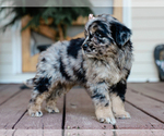Small #4 Australian Retriever