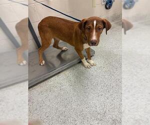 Rhodesian Ridgeback-Unknown Mix Dogs for adoption in Conroe, TX, USA