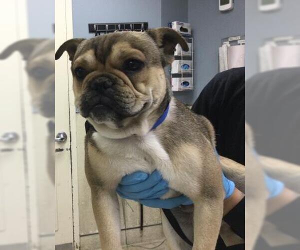 Medium Photo #1 French Bulldog Puppy For Sale in Riverside, CA, USA