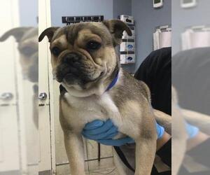 French Bulldog Dogs for adoption in Riverside, CA, USA