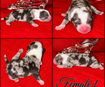 Puppy Puppy 6 American Bully