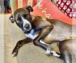 Small Mountain Cur Mix