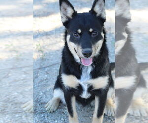 Siberian Husky-Unknown Mix Dogs for adoption in El Centro, CA, USA